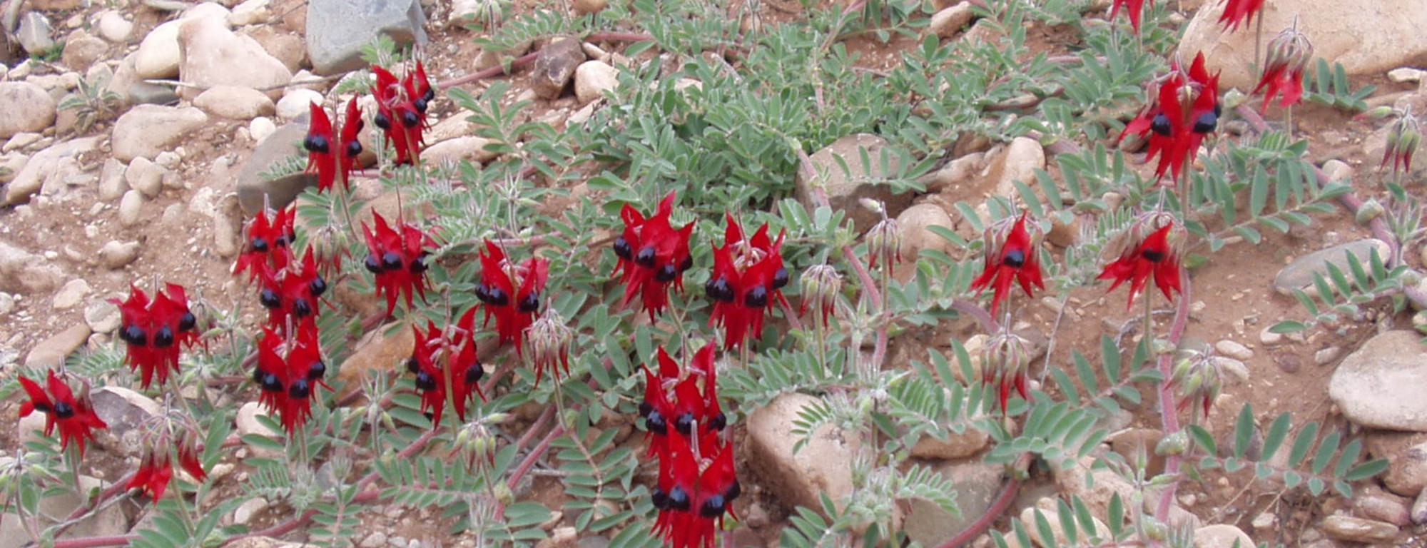 Sturt Desert Peas